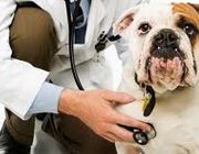 Farmacia Luz Marina Melchor veterinario con perro